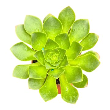 Aeonium 'Limelight'