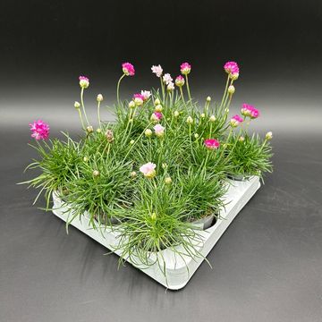 Armeria maritima MIX