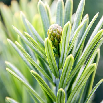 Cephalotaxus harringtonii 'Fastigiata'