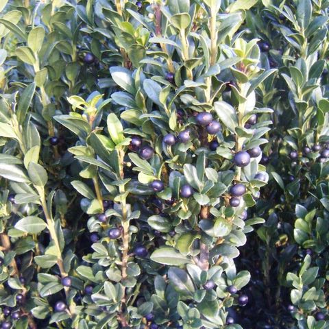 Ilex crenata 'Fastigiata'