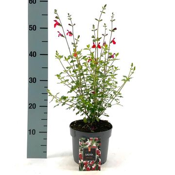 Salvia microphylla 'Hot Lips'