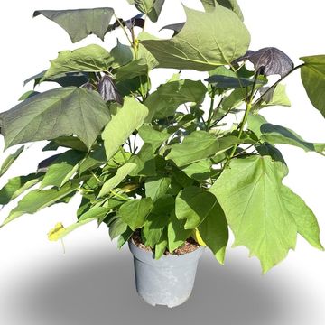 Catalpa x erubescens 'Purpurea'