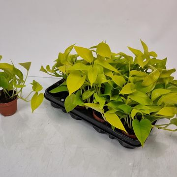 Epipremnum pinnatum 'Golden Pothos'