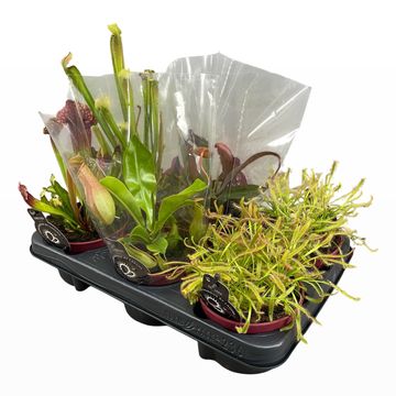 Carnivorous plants MIX