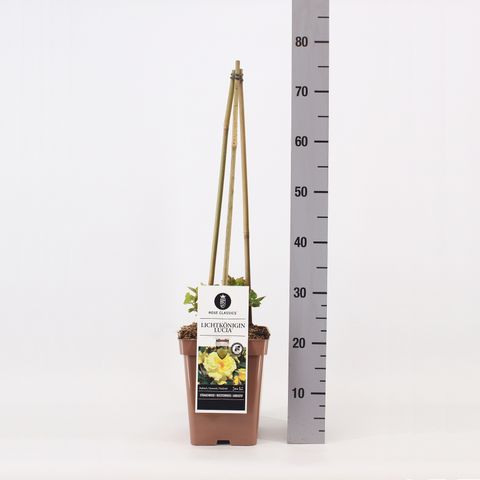 Rosa LICHTKÖNIGIN LUCIA