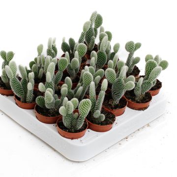 Opuntia microdasys 'Albispina'