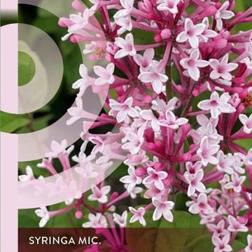 Syringa microphylla 'Superba'