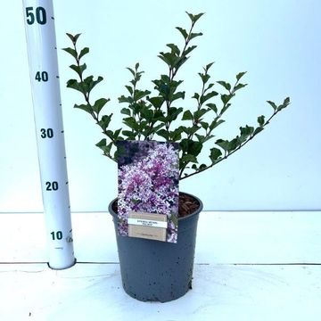 Syringa meyeri 'Palibin'
