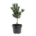 Pinus parviflora 'Glauca'