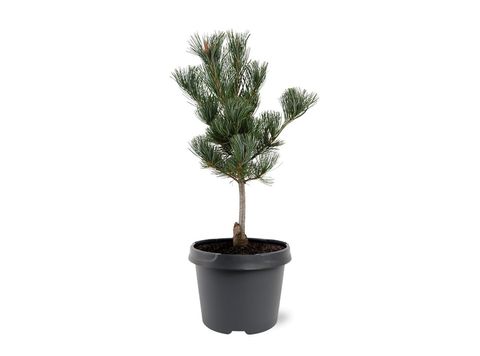 Pinus parviflora 'Глаука'