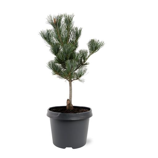 Pinus parviflora 'Glauca'