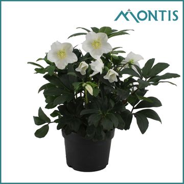 Helleborus niger 'Christmas Carol'