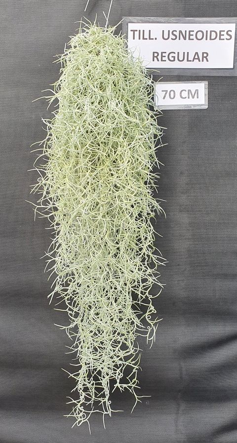 Tillandsia usneoides