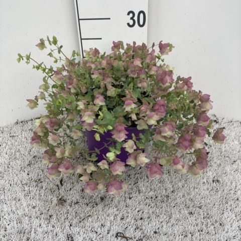 Origanum rotundifolium 'Kent Beauty'