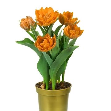 Tulipa 'Monte Orange'