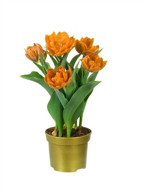 Tulipa 'Monte Orange'