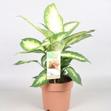 Dieffenbachia 'Camilla'