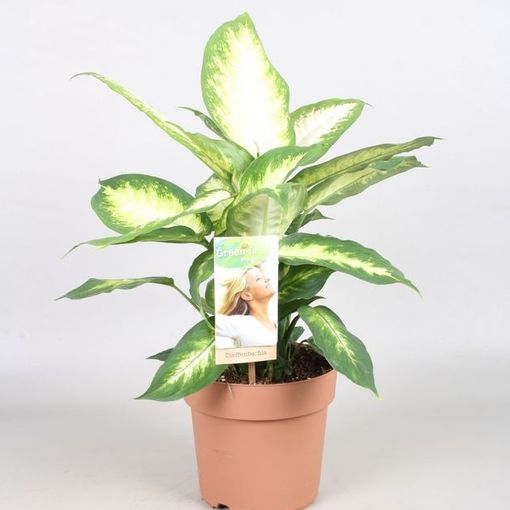 Dieffenbachia 'Camilla' (Vireõ Plant Sales)