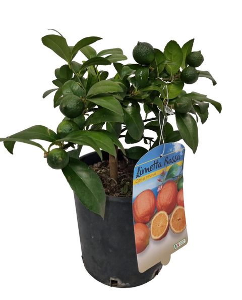 Citrus x limonia 'Rangpur'