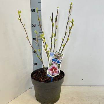 Hibiscus syriacus FLOWER TOWER PURPLE