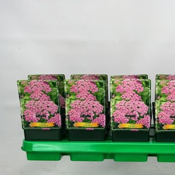 Achillea millefolium 'Pretty Belinda'
