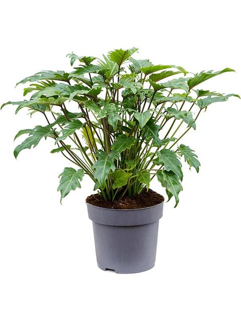 Philodendron xanadu