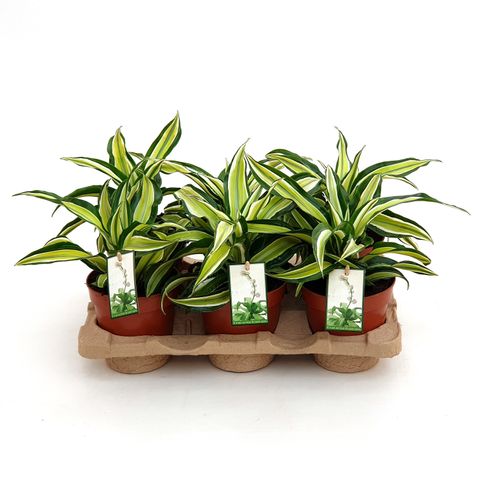 Dracaena fragrans 'Malaika'
