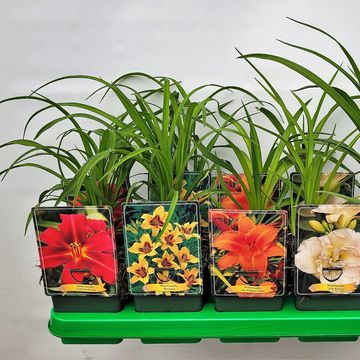 Hemerocallis MIX