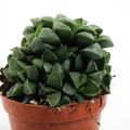 Haworthia cymbiformis