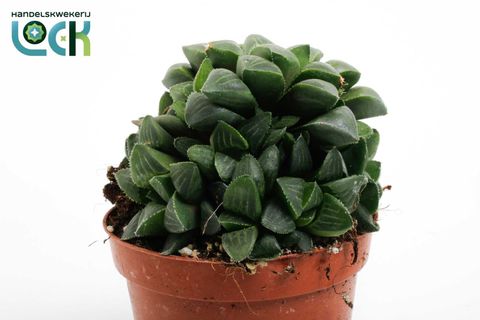 Haworthia cymbiformis