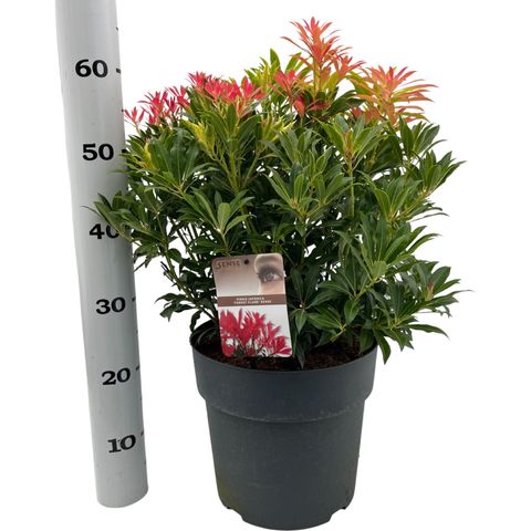 Pieris 'Forest Flame'