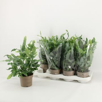 Phlebodium aureum 'Blue Star'