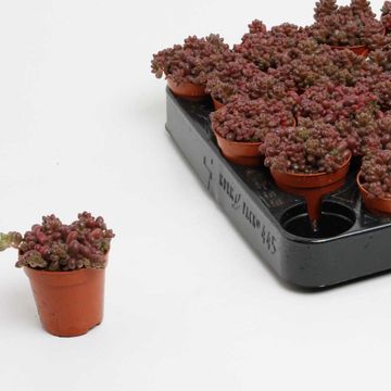 Sedum stahlii