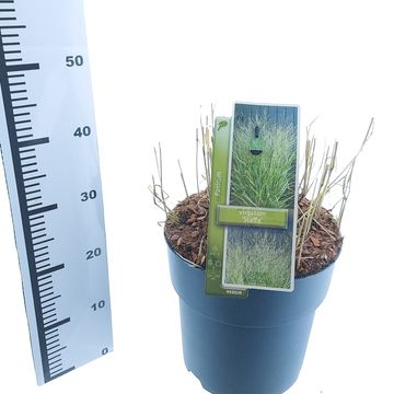 Panicum virgatum 'Stäfa'