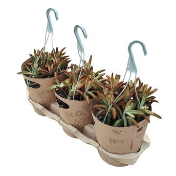 Kalanchoe tomentosa 'Chocolate Soldier'