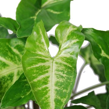 Syngonium angustatum