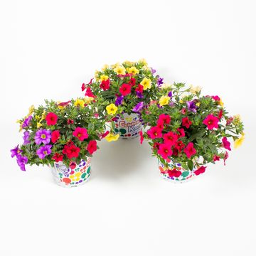 Calibrachoa MIX IN POT