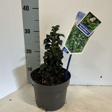Ligustrum japonicum 'Rotundifolium'