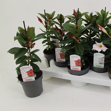 Mandevilla RIO MIX