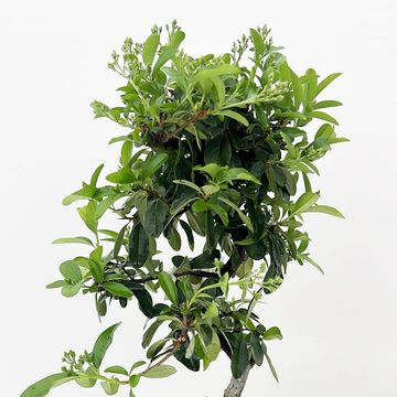 Pyracantha angustifolia