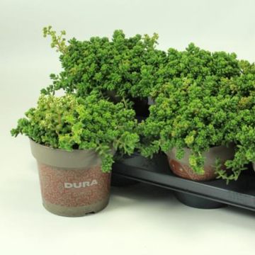 Sedum album 'Athoum'