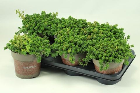 Sedum album 'Athoum'