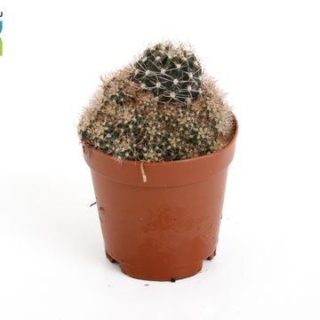 Lobivia 'Van der Hoeven'