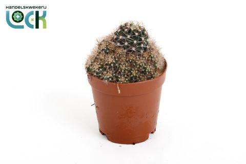 Lobivia 'Van der Hoeven'