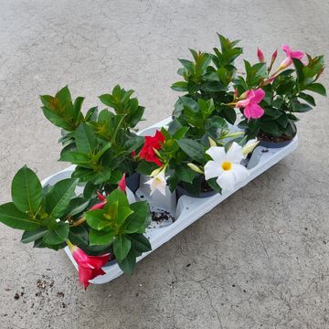 Mandevilla RIO MIX