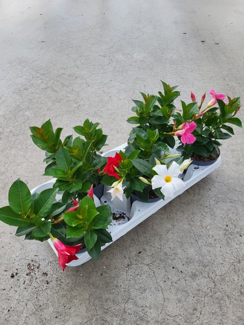 Mandevilla RIO MIX