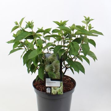 Hydrangea paniculata BOBO