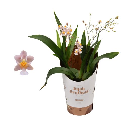 Oncidium TWINKLE MIX