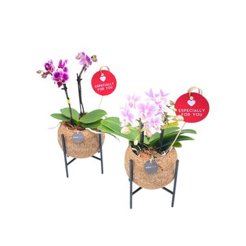 Composizione Orchid