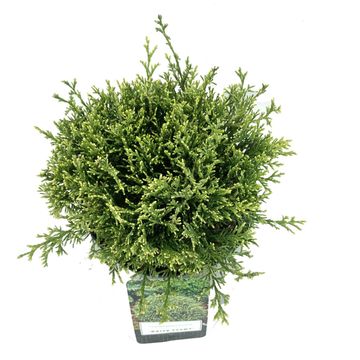 Chamaecyparis pisifera 'White Pygmy'